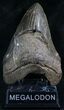 Huge Megalodon Tooth - Foot Shark #8309-1